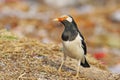 Asian Pied Starling Royalty Free Stock Photo