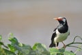 Asian Pied Starling Royalty Free Stock Photo
