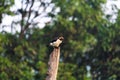 Asian pied starling, Gracupica contra, Corbett National Park, Nainital, Uttarakhand Royalty Free Stock Photo