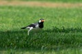 Asian Pied Starling (Gracupica contra), Indian pied myna or Pied Starling in the grass in the UAE Royalty Free Stock Photo