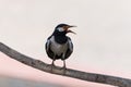 Asian Pied Starling Gracupica contra perched on tree branch. Jaipur, Rajasthan, India