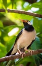 Asian Pied Starling or Pied Myna