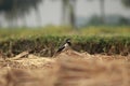 Asian Pied Starling on Straw Royalty Free Stock Photo