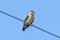 Asian Pied Starling (Pied Myna)