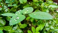 An Asian pigeon wings  blue pea  plant in a garden and water droplets on it`s leaves Royalty Free Stock Photo