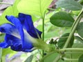 Asian Pigeonwing flower is bloomed properly in a garden Royalty Free Stock Photo