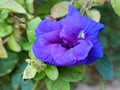 Asian pigeonwings blue flower aparajita blue flower Royalty Free Stock Photo