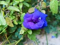 Asian pigeonwings blue flower aparajita blue flower Royalty Free Stock Photo