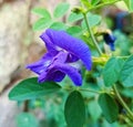 Asian pigeonwings blue flower aparajita blue flower Royalty Free Stock Photo