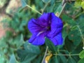 Asian pigeonwings blue flower aparajita blue flower Royalty Free Stock Photo