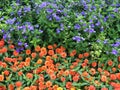 Asian Pigeonwings flower or Butterfly Pea flower and Orange Zinnia Angustifolia, the narrow-leaf zinnia blooming in the garden. Royalty Free Stock Photo