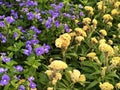 Asian Pigeonwings flower or Butterfly Pea flower and Yellow Zinnia Angustifolia, the narrow-leaf zinnia blooming in the garden. Royalty Free Stock Photo