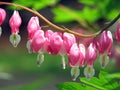 Asian Pink Bleeding Heart Flowers Royalty Free Stock Photo