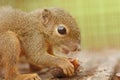 Asian plantain squirrel Royalty Free Stock Photo