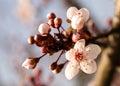 Asian plum blossom macro