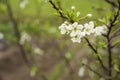 Asian plum flower