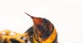 Asian predatory Hornet , vespa velutina , Insect against White Background, close-up of the sting, Normandy