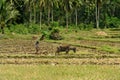 Asian primitive farming