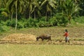 Asian primitive farming Royalty Free Stock Photo