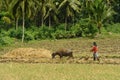 Asian primitive farming