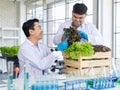 Asian professional cheerful male scientist researcher in white lab coat using microscope looking at vegetable sample on plate Royalty Free Stock Photo