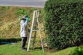 Asian professional gardener trimming plants using pro scissors and ladder. A Tree Surgeon or Arborist using scissors up tree cutti