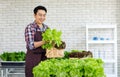 Asian professional successful cheerful male farmer gardener in apron standing smiling harvesting holding fresh raw organic green Royalty Free Stock Photo