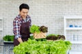 Asian professional successful cheerful male farmer gardener in apron standing smiling harvesting holding fresh raw organic green Royalty Free Stock Photo