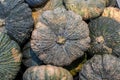 Asian pumpkins piled. Pumpkin pile sold in the fresh market. Pumpkin is a plant Can be used for both food, Royalty Free Stock Photo