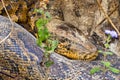 Asian Python, Python molurus