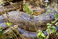 Asian Python, Royal Bardia National Park, Nepal