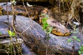 Asian Python, Royal Bardia National Park, Nepal