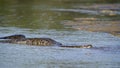 Asian Python in river in Nepal