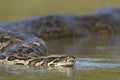 Asian Python in river in Nepal