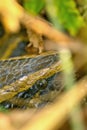 Asian Python, Royal Bardia National Park, Nepal