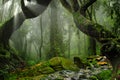 Asian rain forest Royalty Free Stock Photo