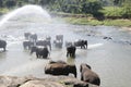 Asian real elephants in Pinnawala, Sri Lanka