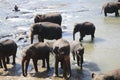 Asian real elephants in Pinnawala, Sri Lanka