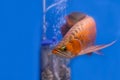 Asian red arowana fish swims