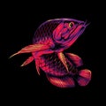 the asian red arowana illustration premium vector Royalty Free Stock Photo