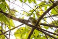 Asian Red-eyed Bulbul