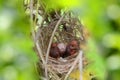 asian Red-vented bulbul chicks