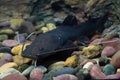 Asian redtail catfish fish Royalty Free Stock Photo