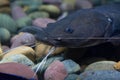 Asian redtail catfish fish Royalty Free Stock Photo