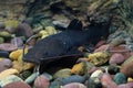 Asian redtail catfish fish Royalty Free Stock Photo