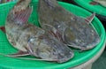 Asian redtail catfish Royalty Free Stock Photo