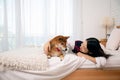 Young Asian Woman Enjoying Morning Bonding with Her brown Shiba Inu on bed