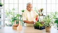 Asian retired grandfather loves to take care of the plants in an indoor garden, watering plants with sprayer in the house. Royalty Free Stock Photo