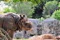 Asian Rhino Eating Royalty Free Stock Photo