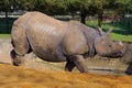 Asian rhino in evening sun Royalty Free Stock Photo